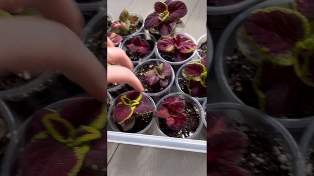 Колеусы из семян