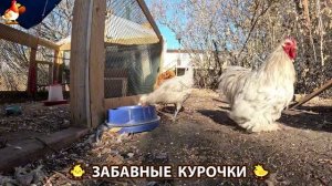 Цыплята и Курочки селяночки лучшие беспородные несушки 🥚 (459)