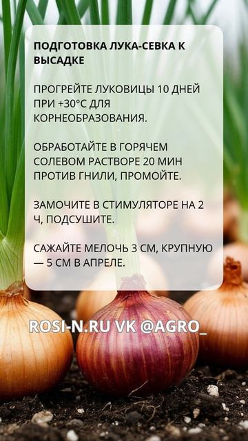 Подготовка лука-севка к высадке