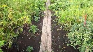 Как осушить участок своими руками без затрат 💧 Простой способ убрать воду с участка