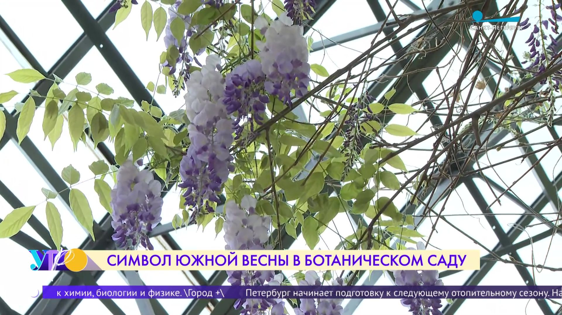 Символ южной весны в Ботаническом саду Петра Великого