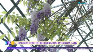 Символ южной весны в Ботаническом саду Петра Великого