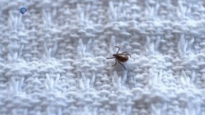 Сотрудники КарНЦ РАН рассказали, чем грозит ранняя и тёплая весна в Карелии