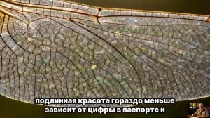 НОЧЬЮ ВСЁ РЕШИТСЯ — Прими СЕБЯ и НАБЛЮДАЙ за чудом | Юнг