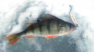 Распаковка посылки с блесной Эко-Про Killka