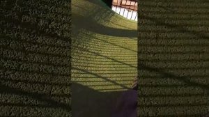 прогулка чек часть 2