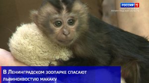 В Ленинградском зоопарке спасают львинохвостую макаку, от которой отказалась мать