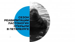 Сезон открыт: Как в Петербурге спасают тюленей и нерп