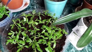 Домашние хлопоты с рассадой на подоконнике 🤗