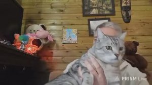 Стрим 🔳 Суббота - Руся AND Пипонька IN THE USA - Новые Виражи Блогерства!!!!!)