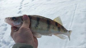 Рыбалка в Ижевке.