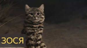 Зося (История, соседи, пожар, кошка, домашнее животное, спасла жизнь)