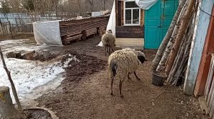 Дом у озера. Про нашу живность. 24.03.2026.