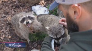 Весеннее солнце разбудило в Московском зоопарке енотов-полоскунов