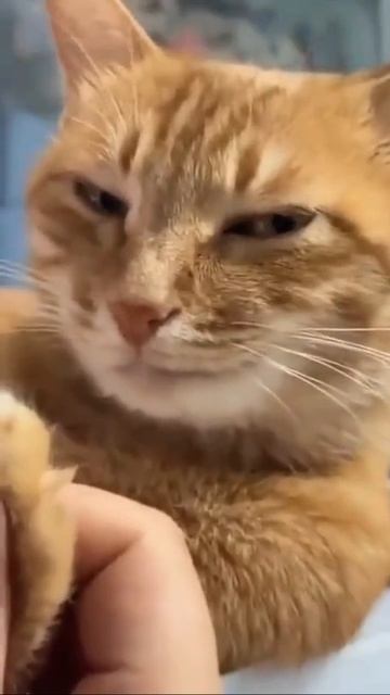 Кот пикапер