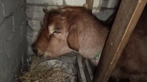 Сельское хозяйство не терпит сантиментов. Кого получается лечу.