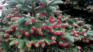 ХВОЙНОЕ ДЫХАНИЕ