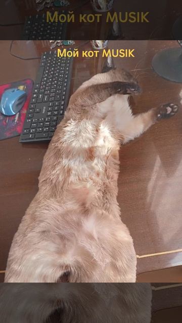 Мой кот MUSIK