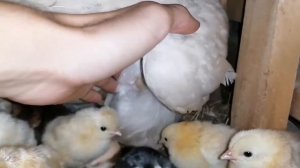 Вывод ЦЫПЛЯТ под КВОЧКАМИ! / Вывод в один день у двух КВОЧЕК и двух УТОК/Курочки хотят стать мамками