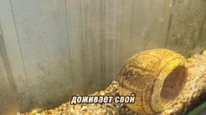 Распаковка Корм для рыб, обзор аквариума Автокормушка