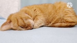 Пробуждение тигра