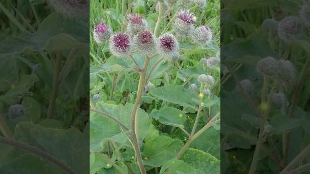 СКАЗКИ ДЕДУШКИ БАРСУКА. Часть 5. Сказка о ФИАЛКЕ.