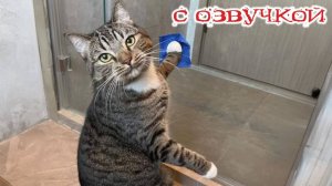 ПРИКОЛЫ С КОТАМИ! - С ОЗВУЧКОЙ! Самые смешные животные! СМЕШНЫЕ КОТЫ!