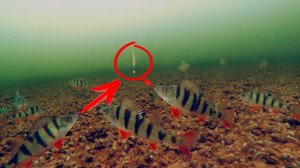 Очень Много Окуня. Зимняя Рыбалка в Сибири 2026. Смотреть Онлайн Русская Рыбалка 2026 на Рутубе