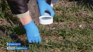 Состояние озимых на Ставрополье не беспокоит аграриев