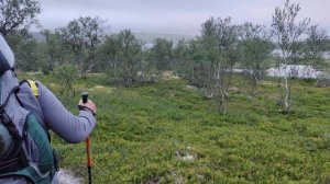 Трёп на лесных тропинках 2024-08-02 20:11