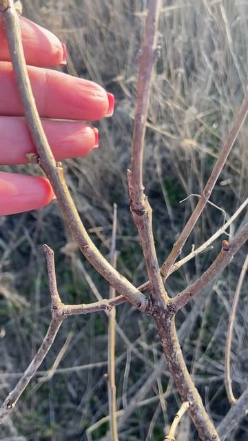 Сирень на яковенковском побережье