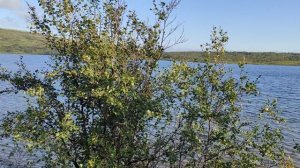 Тяжелое утро 2024-08-03 06:28