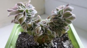 Дача и дизайн ! (4)