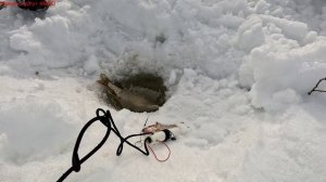 Жерлицы проверка. 35 день.