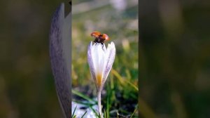 Идёт весна.