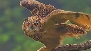 Фантастичные Совы