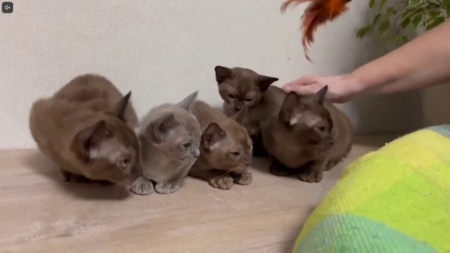 Котята питомника кошек  АЛЛЕГРО КЭТС