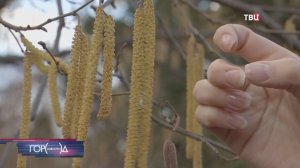 Потоки ветра с юга страны принесли в Москву опасную пыльцу