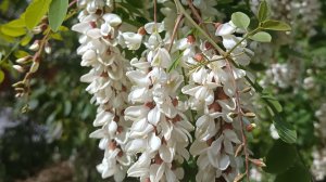 Анапа сегодня 24 марта. Дождь...