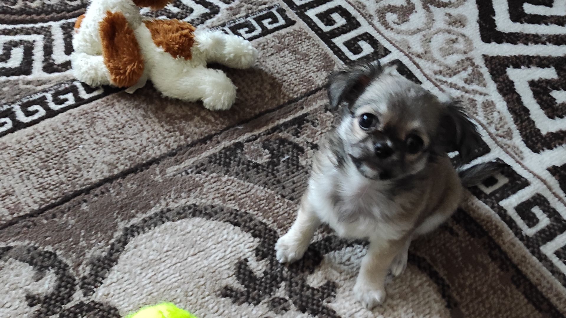 МОИ  МАЛЕНЬКИЕ ЧЛЕНЫ СЕМЬИ