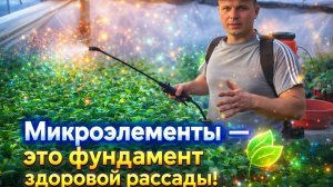 ВЫРАЩИВАНИЕ РАССАДЫ С ИСПОЛЬЗОВАНИЕМ МИКРОЭЛЕМЕНТОВ.