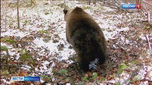 В костромских лесах медведи вышли из берлог раньше срока