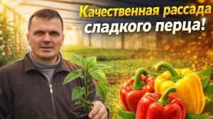 Хотите СУПЕР рассаду сладкого перца? Сделайте с ней так.