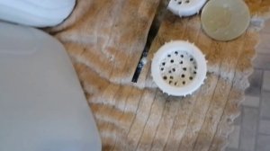 Проливаю крыжовник кипятком от болезней