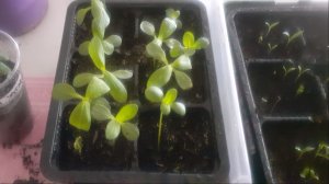 24.03.2026 Немного о разных растениях и немного вопросов к Вам).