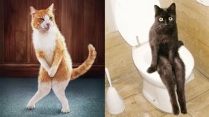 Смешные и забавные животные 😻😺 Лучшие приколы с животными 🐶 Подборка забавных животных