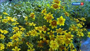 Какие цветы лучше всего сеять на рассаду в марте