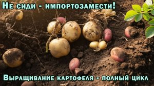 Выращивание картофеля своими руками