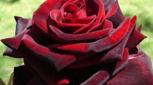 ЧЕРНАЯ МАГИЯ / КОРОЛЕВСКИЕ ШИКАРНЫЕ РОЗЫ/ ЧЕРЕШНЯ * БЫЧЬЕ СЕРДЦЕ/ МАЛИНА *ШАПКА МОНОМАХА / ИНЖИР