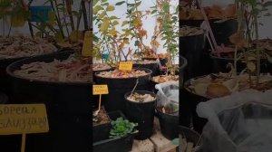 КАК ЗАЩИТИТЬ САЖЕНЦЫ ОТ ХОЛОДНЫХ ВЕТРОВ